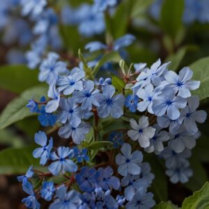 Blue Plumbago