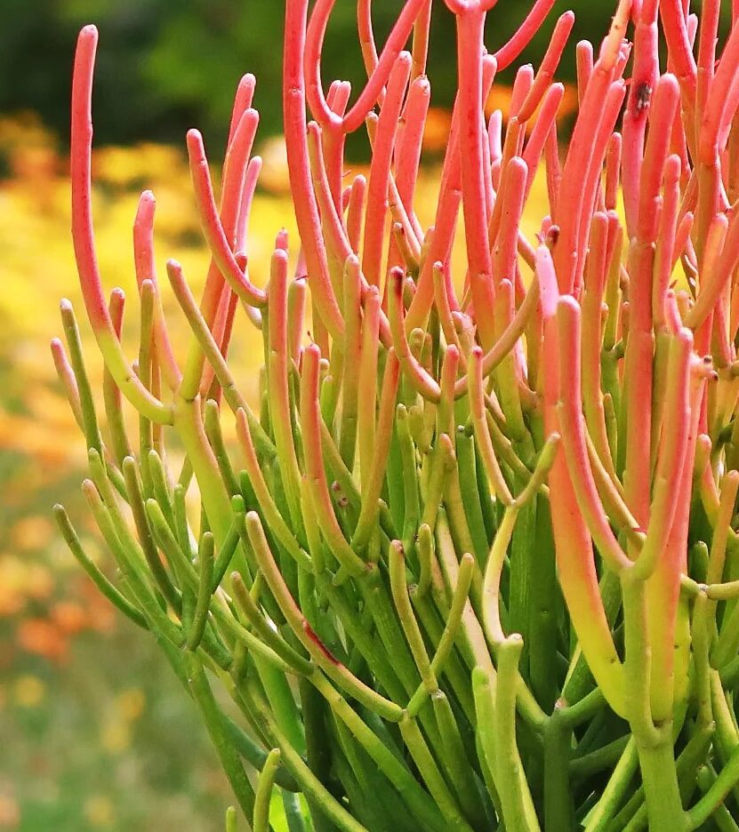 Firestick Plant