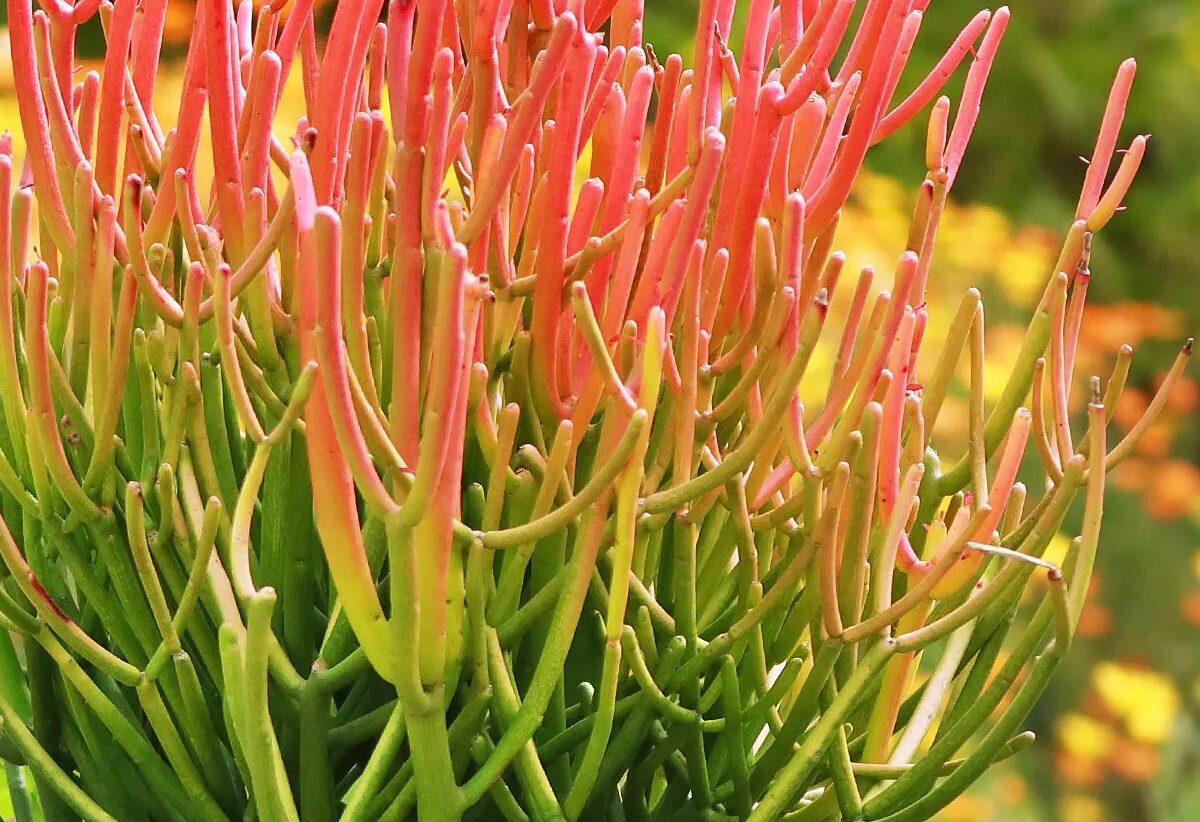 Firestick Plant