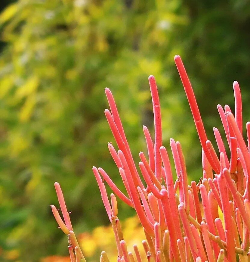 Firestick Plant