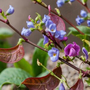 Hyacinth Bean