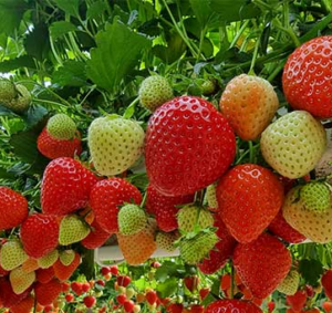 Hydroponic Strawberry