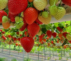 Hydroponic Strawberry