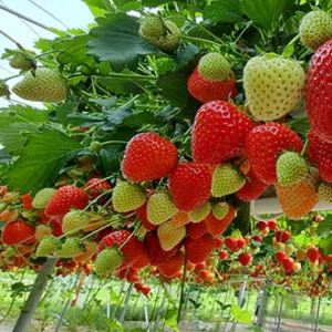 Hydroponic Strawberry