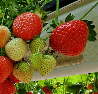 Hydroponic Strawberry