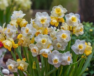 Jonquils