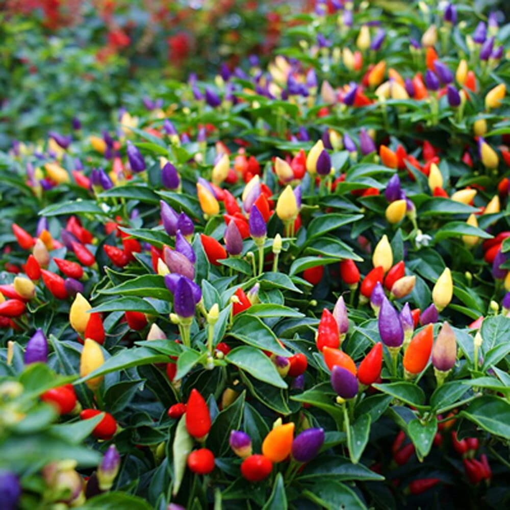 Ornamental Pepper Plants