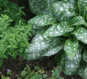 Shade Ground Cover