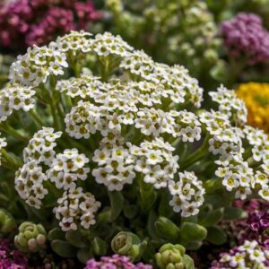 Alyssum Flowers