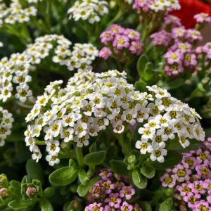 Alyssum Flowers