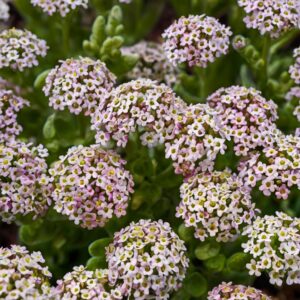 Alyssum Flowers