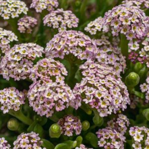 Alyssum Flowers