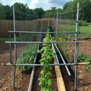 Cattle Panel Trellises