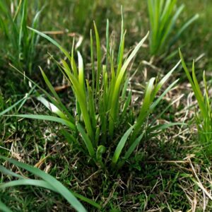 Dallisgrass