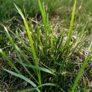 Dallisgrass