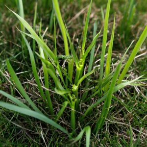 Dallisgrass