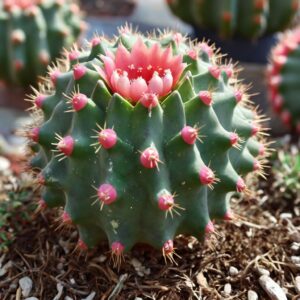 Moon Cactus