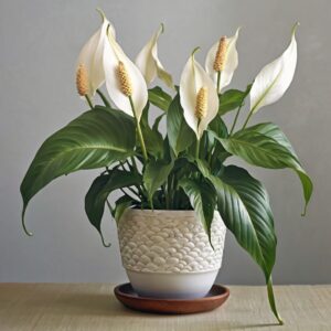 Peace Lily