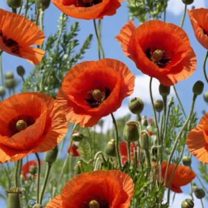 Poppies