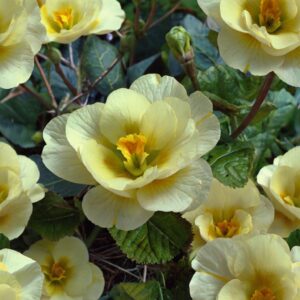 Primrose