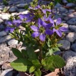 8 Stunning Scaevola Varieties for Your Dream Garden - Garden Vivid