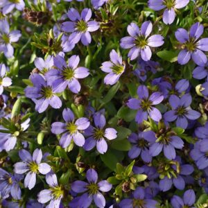 Scaevola