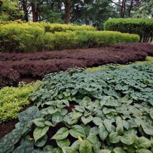 Shade Ground Covers