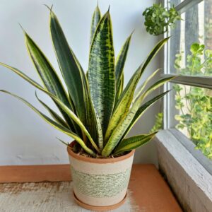 Snake Plant