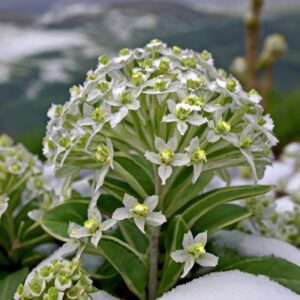 Snow on the Mountain