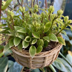 Basket Plants