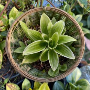 Basket Plants