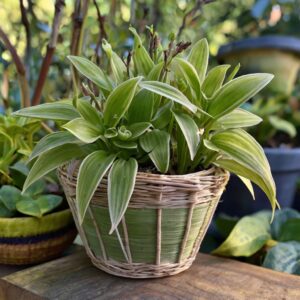 Basket Plants