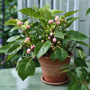 China Doll Plant