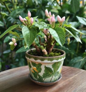 China Doll Plant