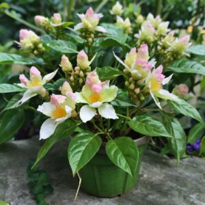 China Doll Plant