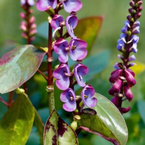 hyacinth bean