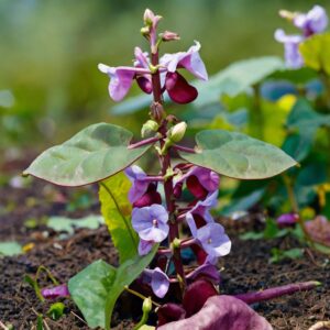 hyacinth bean