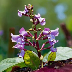 hyacinth bean