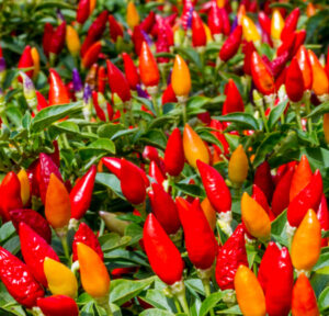 Ornamental Pepper Plant