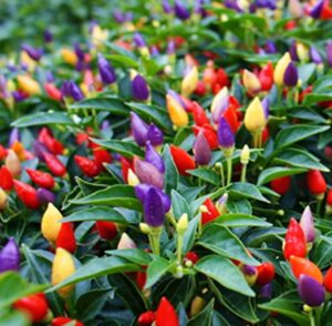 Ornamental Pepper Plant