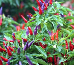 Ornamental Pepper Plant