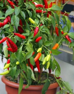 Ornamental Pepper Plant